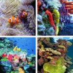 coral reef hd wallpapers android application logo